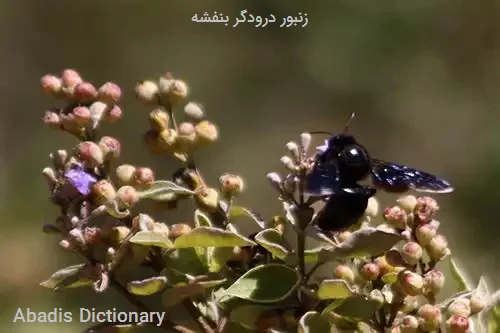 زنبور درودگر بنفشه